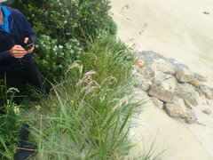 Anthoxanthum redolens