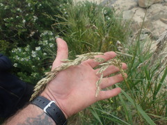 Anthoxanthum redolens