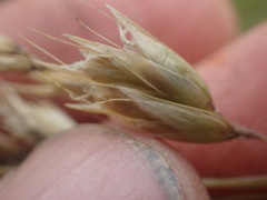 Anthoxanthum redolens