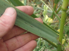 Anthoxanthum redolens