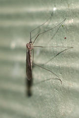Trichoceridae