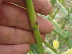 Anthoxanthum redolens