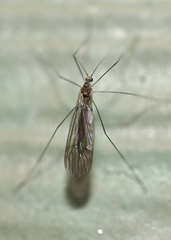 Trichoceridae