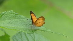 Tegosa anieta