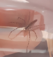 Peucetia rubrolineata