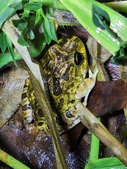 Platyplectrum ornatum