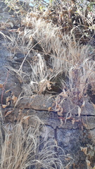 Elymus riparius