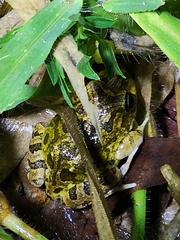 Platyplectrum ornatum