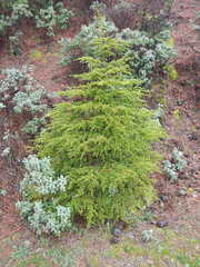 Cedrus brevifolia