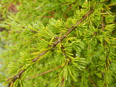 Cedrus brevifolia