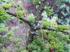 Cedrus brevifolia