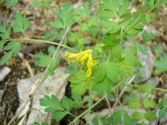 Corydalis aurea
