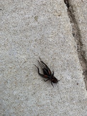 Gryllus pennsylvanicus