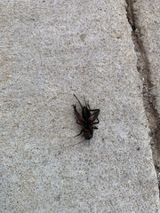 Gryllus pennsylvanicus