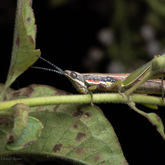 Neorthacris