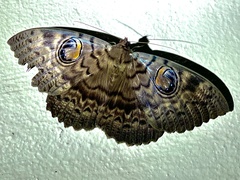 Erebus walkeri