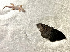 Erebus walkeri