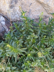Scrophularia glabrata
