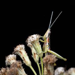 Neorthacris