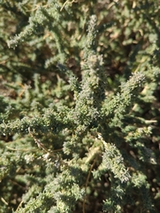 Adenocarpus viscosus