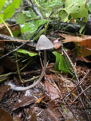 Mycena robusta