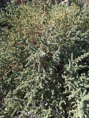 Adenocarpus viscosus