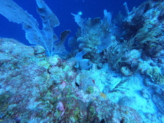 Pomacanthus arcuatus
