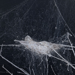 Stegodyphus sarasinorum