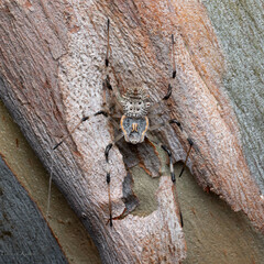 Herennia multipuncta