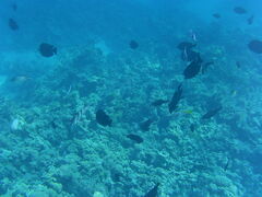 Abudefduf sexfasciatus