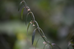 Orthosia