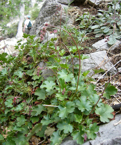 Pink alumroot (Heuchera rubescens)