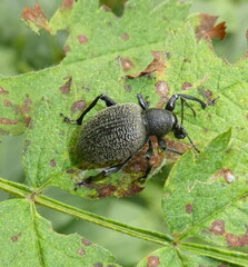Otiorhynchus
