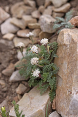 Chaenactis douglasii alpina