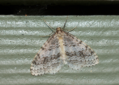 Operophtera