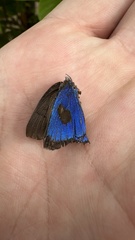 Parrhasius polibetes