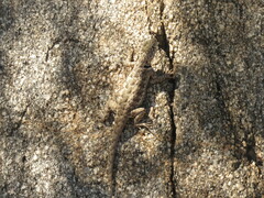 Tropidurus etheridgei