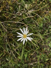 Celmisia gracilenta