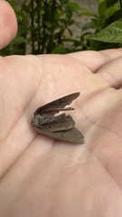 Parrhasius polibetes