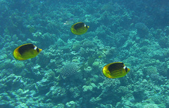 Chaetodon fasciatus