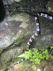 Lycodon futsingensis