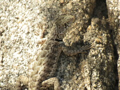 Tropidurus etheridgei