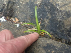 Carex trifida