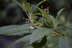 Solanum pubigerum