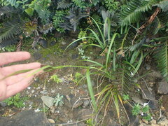 Carex trifida