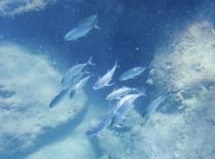 Caranx caballus