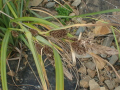 Carex trifida