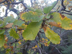 Quercus infectoria