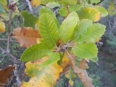 Quercus infectoria