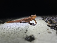 Paramesotriton hongkongensis